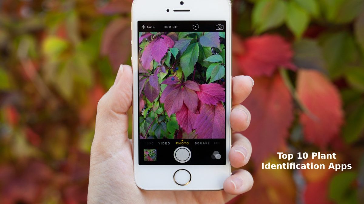 Top 10 Plant Identification Apps [2023]