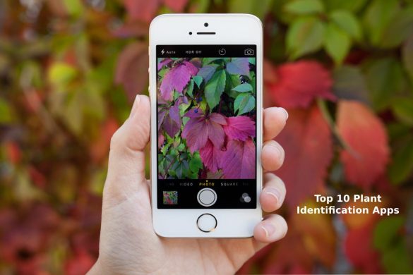 Plant Identification Apps